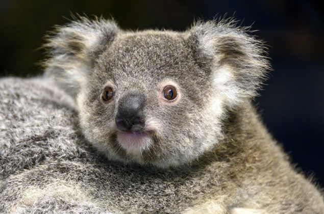 Zoo Miami mourns the loss of koala, 'Hope'