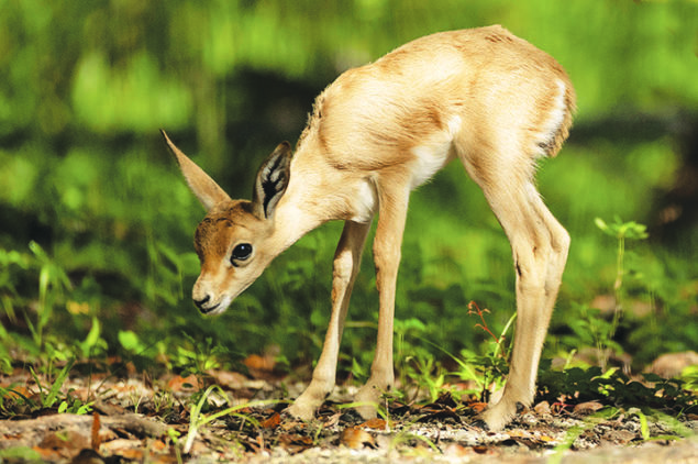 Endangered gazelle makes exhibit debut at Zoo Miami