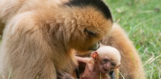Baby white-cheeked gibbon makes debut at zoo miami White-cheeked gibbon, born at Zoo Miami on Sept. 4, is pictured with mom, “Millie.”