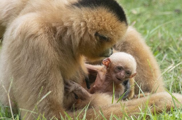 White-cheeked gibbon, born at Zoo Miami on Sept. 4, is pictured with mom, “Millie.”