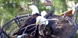Eagle Cam provides intimate look into lives of bald eagles Eagle Cam provides intimate look into lives of bald eagles