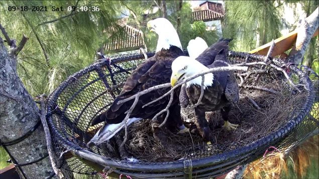 Eagle Cam provides intimate look into lives of bald eagles