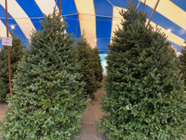 Boys & Girls Clubs of Miami-Dade open 2021 Christmas Tree Lot