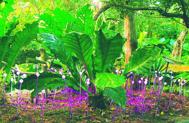 Pinecrest Gardens is Open Christmas Eve, Christmas Day, New Year’s Eve and New Year’s Day