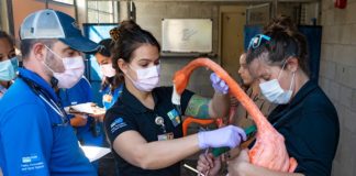 Zoo Miami flamingos receive their annual wellness exams Zoo Miami flamingos receive their annual wellness exams