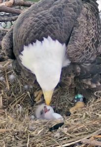 First of three eggs from bald eagle pair hatches