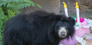 Zoo Miami’s sloth bear celebrates her birthday Zoo Miami's sloth bear celebrates her birthday