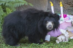 Zoo Miami's sloth bear celebrates her birthday