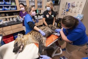 Pair of Zoo Miami hyenas undergo thorough examsa