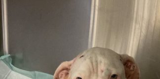 Chulo Needs your help to find who shot him