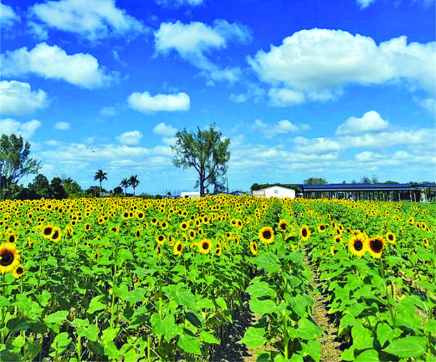 The Berry Farm Announces Their Annual Sunflower Festival