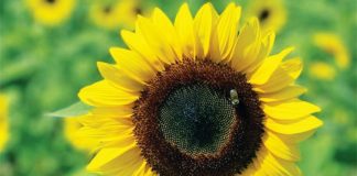 The Berry Farm Announces Their Annual Sunflower Festival The Berry Farm Announces Their Annual Sunflower Festival
