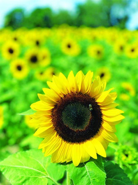 The Berry Farm Announces Their Annual Sunflower Festival