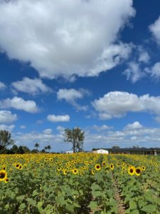 The Berry Farm celebrating its annual Sunflower Festival