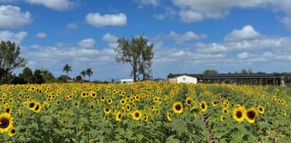 The Berry Farm celebrating its annual Sunflower Festival The Berry Farm celebrating its annual Sunflower Festival