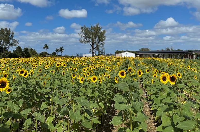 The Berry Farm celebrating its annual Sunflower Festival | Cutler Bay Featured#