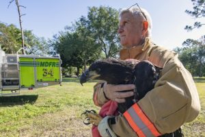 Miami-Dade Fire Rescue comes to the rescue of fledgling bald eagle