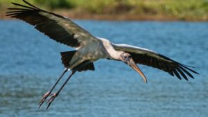 Tropical Audubon asks court to reverse governor and cabinet’s order on SR-836