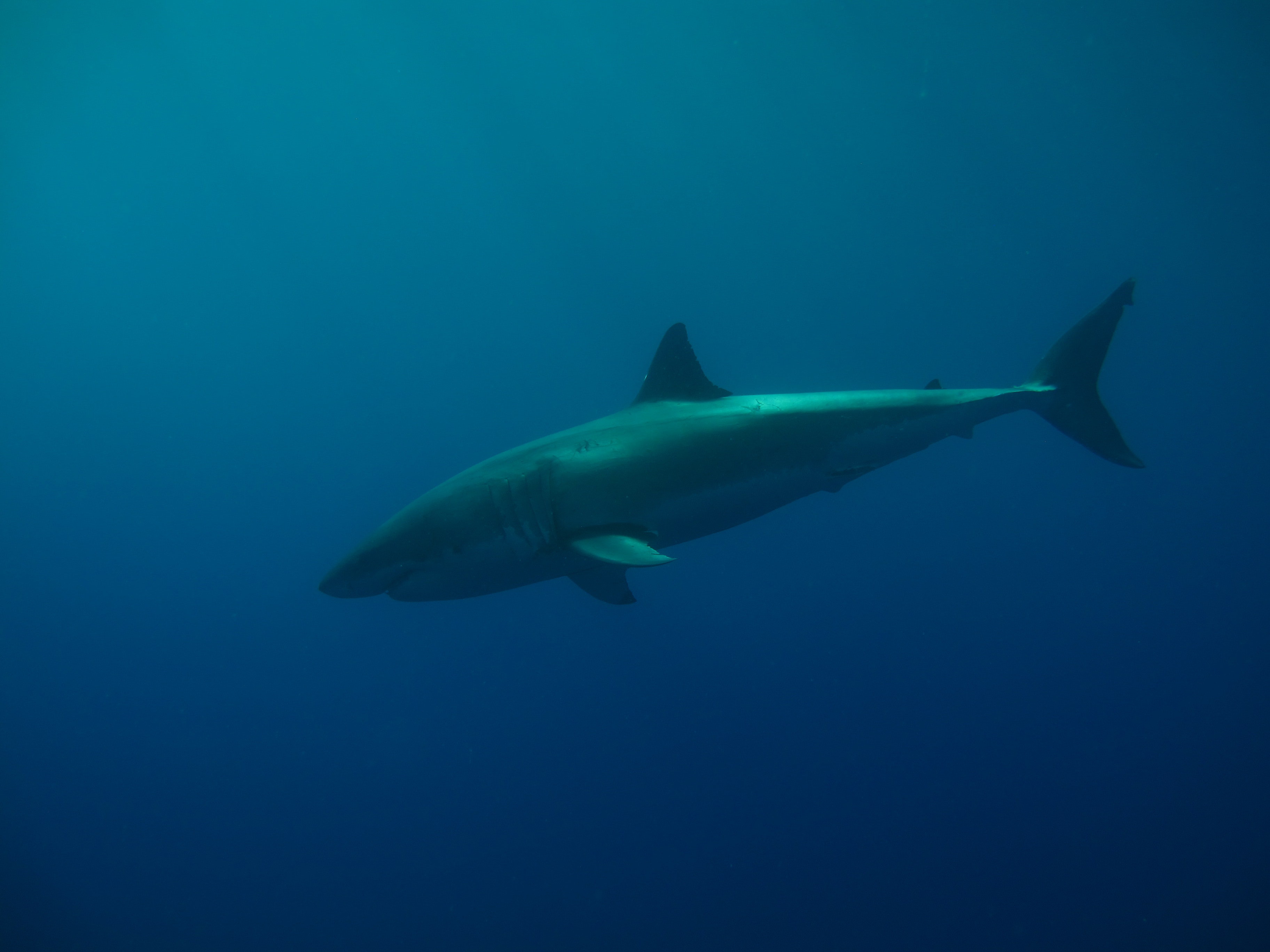 A shark in the ocean.