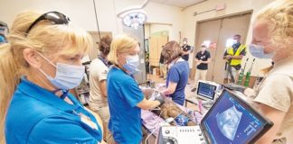 Zoo Miami’s giant otters receive wellness exams Zoo Miami’s giant otters receive wellness exams