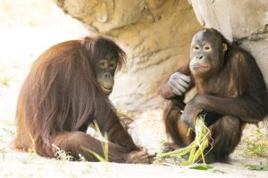 Zoo Miami welcomes boyfriend for ‘Bella’