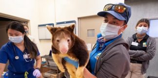 Matchie’s tree kangaroo gets wellness exam at Zoo Miami Matchie’s tree kangaroo gets wellness exam at Zoo Miami