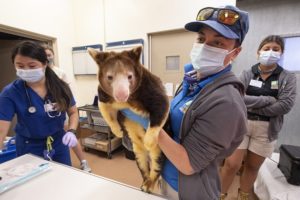 Matchie’s tree kangaroo gets wellness exam at Zoo Miami