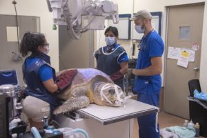 Sea turtle treated for shark bite at new Zoo Miami facility