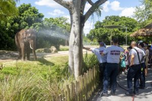 Elephant receives cooling shower from Miami-Dade Fire Rescue team