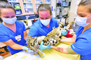 Zoo Miami’s endangered clouded leopard undergoes comprehensive examination