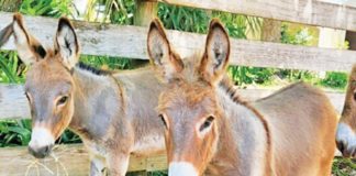 Something tells me it’s all happening at the zoo Something tells me it’s all happening at the zoo