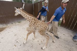 Zoo Miami announces birth of its 57th giraffe