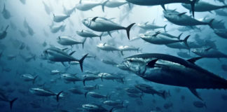 Sleeping fish? From sharks to salmon, guppies to groupers, here’s how they grab a snooze