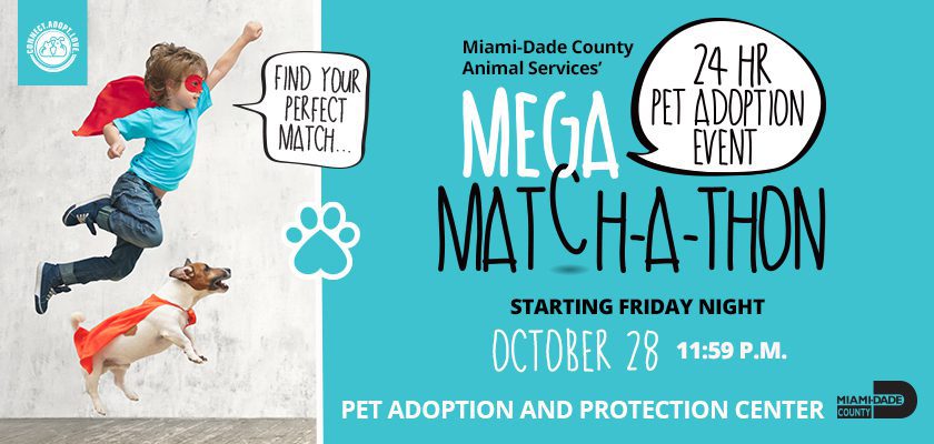 Mega kitten adoption event set for June 24 at Cat Adoption Team