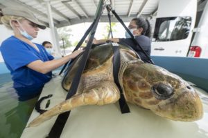 Zoo Miami sea turtle transferred to Loggerhead Marinelife Center