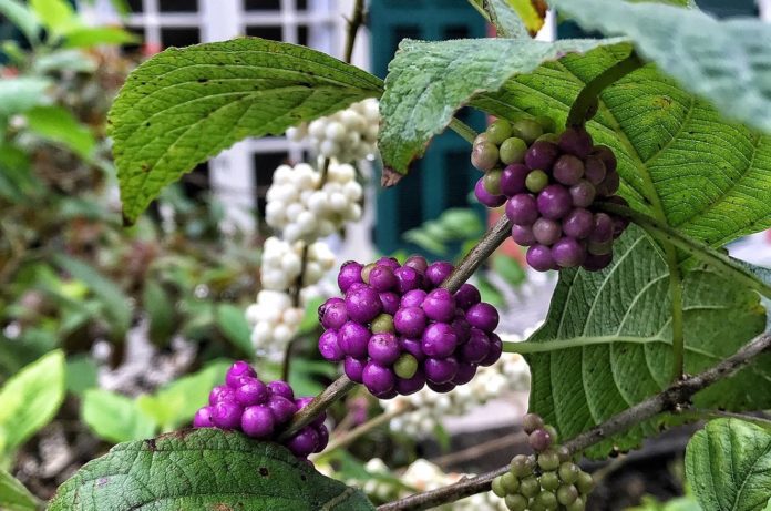 American Beauty Berry 2 by David Lotker resize