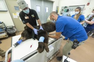 Zoo Miami’s black bears receive wellness exams