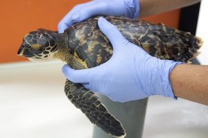 Juvenile hawksbill sea turtle released back into the wild