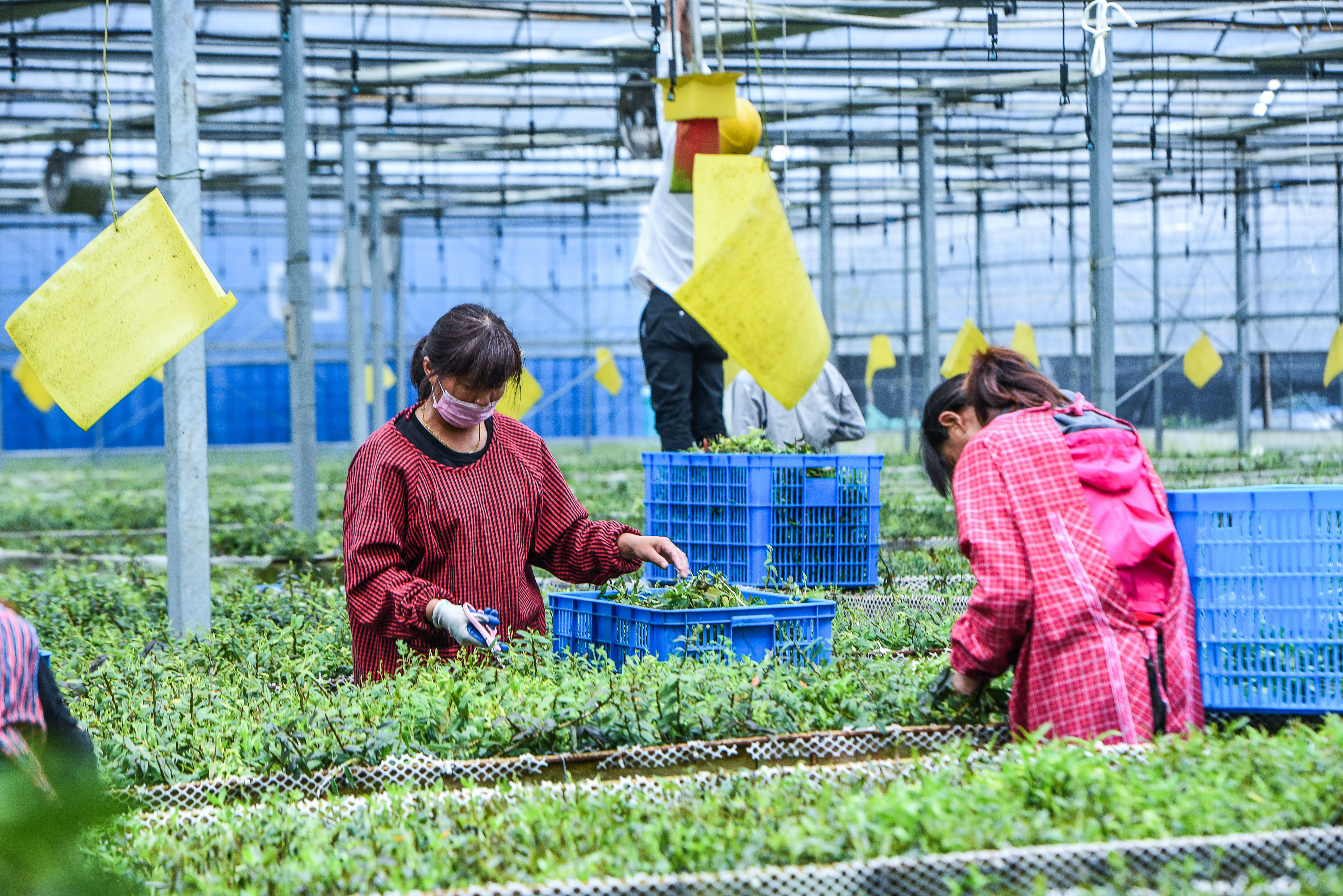 Two women wearing face masks fill crates with plants