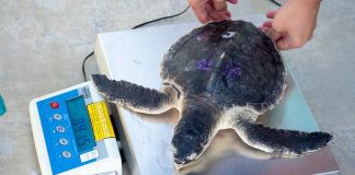 Critically endangered sea turtles returned to the wild Critically endangered sea turtles returned to the wild