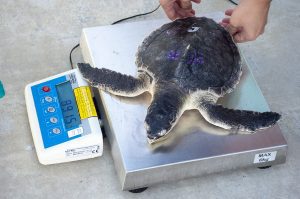 Critically endangered sea turtles returned to the wild