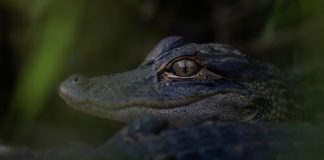 New Digital Exhibit Showcases Everglades World Heritage Designation