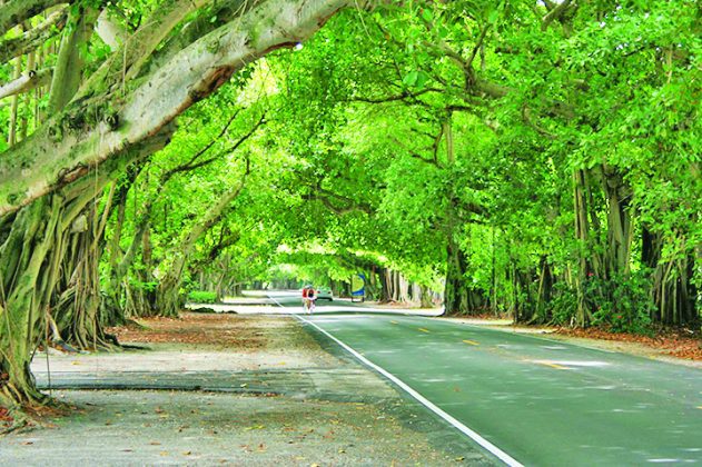 Miami’s Most Beautiful Streets