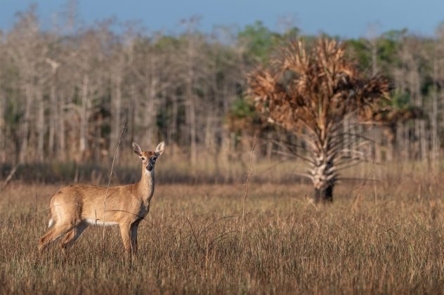 Everglades Foundation presentation features local student’s photography