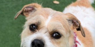 BRIGHTSTAR CREDIT UNION HELPS PETS FIND “FUREVER” HOMES AT THE “ADOPT A SWEETHEART” EVENT AT THE HUMANE SOCIETY OF BROWARD COUNTY