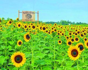 Sunflowers are among the flora on display this time of year.