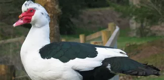 Muscovies in Palmetto Bay : It’s an issue we can’t duck Muscovies in Palmetto Bay: It’s an issue we can’t duck