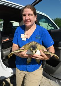 Zoo Miami releases sea turtle back to the wild