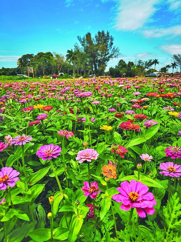 The Berry Farm in the Redland announces new pricing schedule Cutler
