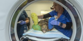 SEA TURTLE RECEIVES CT SCAN